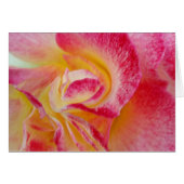 yellow pink petals (Front Horizontal)