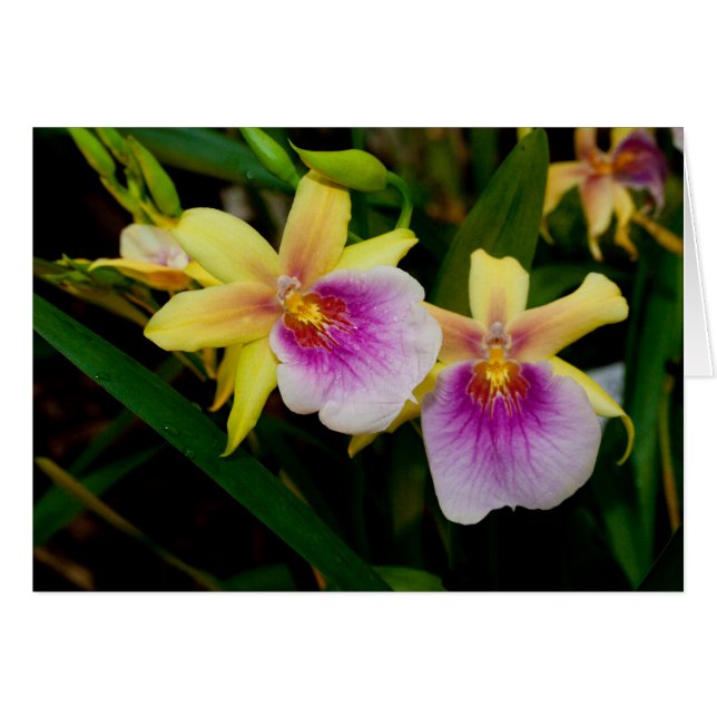 Yellow Pink Purple Miltonia Sunset Orchids (Front Horizontal)