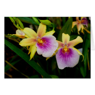 Yellow Pink Purple Miltonia Sunset Orchids Cards