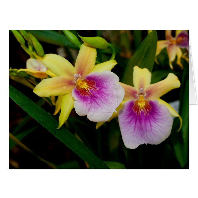 Yellow Pink Purple Miltonia Sunset Orchids Cards (Front Horizontal)