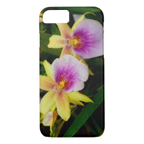 Yellow Pink Purple Miltonia Sunset Orchids iPhone 87 Case