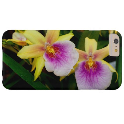 Yellow Pink Purple Miltonia Sunset Orchids Barely There iPhone 6 Plus Case