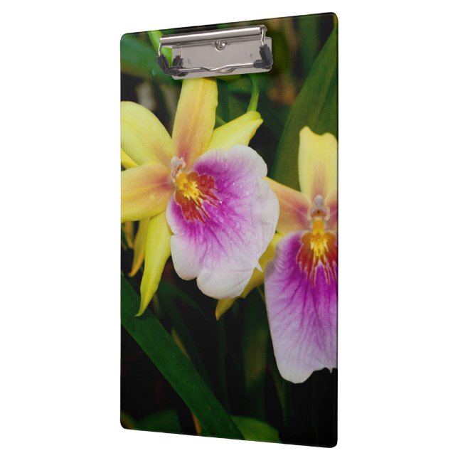 Yellow Pink Purple Miltonia Sunset Orchids Clipboard (Left)