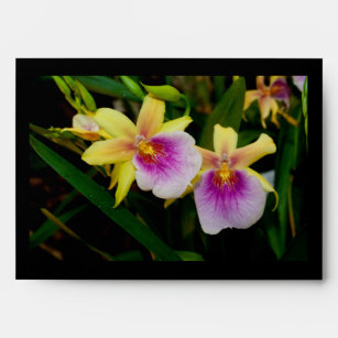 Yellow Pink Purple Miltonia Sunset Orchids Envelope