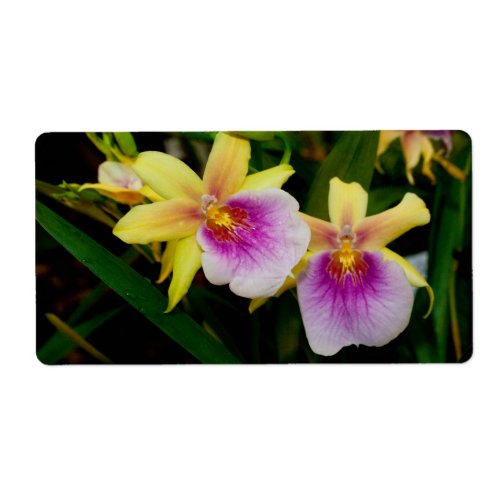 Yellow Pink Purple Miltonia Sunset Orchids Label