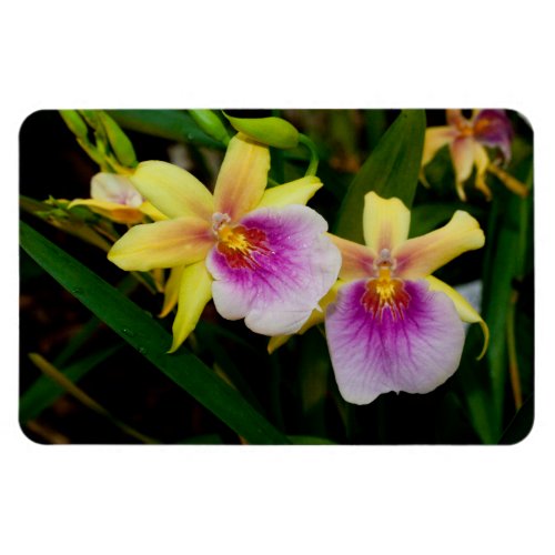 Yellow Pink Purple Miltonia Sunset Orchids Magnet