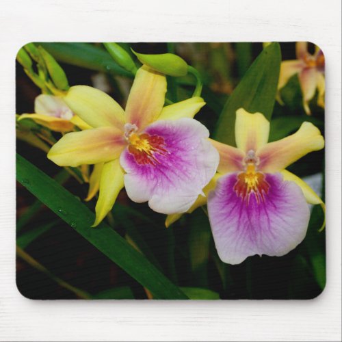 Yellow Pink Purple Miltonia Sunset Orchids Mouse Pad