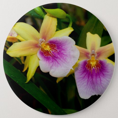 Yellow Pink Purple Miltonia Sunset Orchids Pinback Button