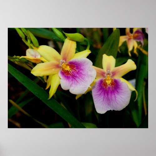 Yellow Pink Purple Miltonia Sunset Orchids Poster