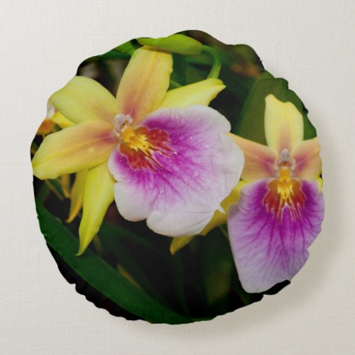Yellow Pink Purple Miltonia Sunset Orchids Round Pillow