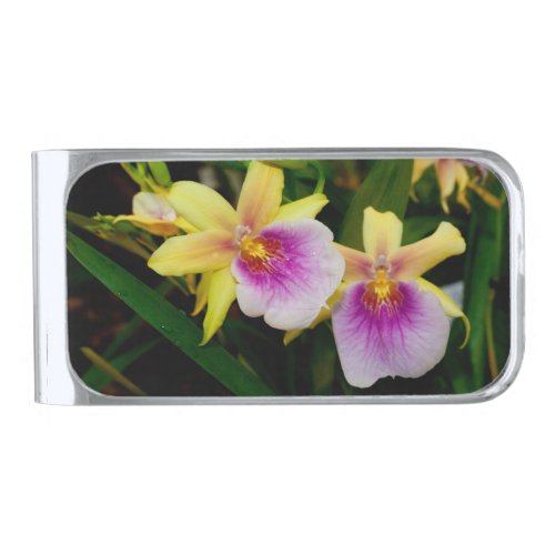 Yellow Pink Purple Miltonia Sunset Orchids Silver Finish Money Clip