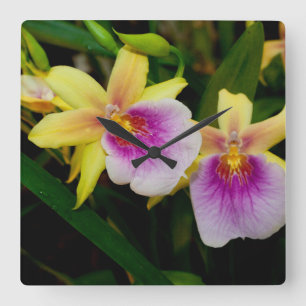 Yellow Pink Purple Miltonia Sunset Orchids Square Wall Clock
