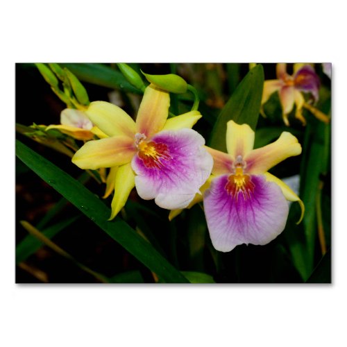 Yellow Pink Purple Miltonia Sunset Orchids Table Number