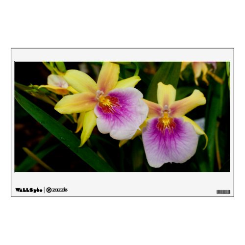 Yellow Pink Purple Miltonia Sunset Orchids Wall Decal