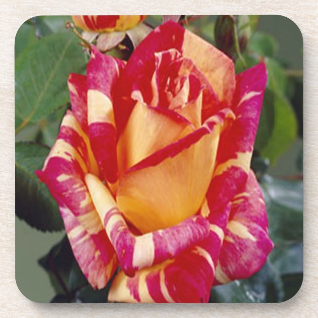 Yellow Pink Roses Coasters (Front)