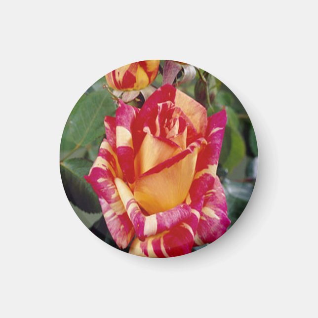 Yellow Pink Roses Magnet (Front)