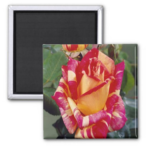 Yellow Pink Roses Magnet