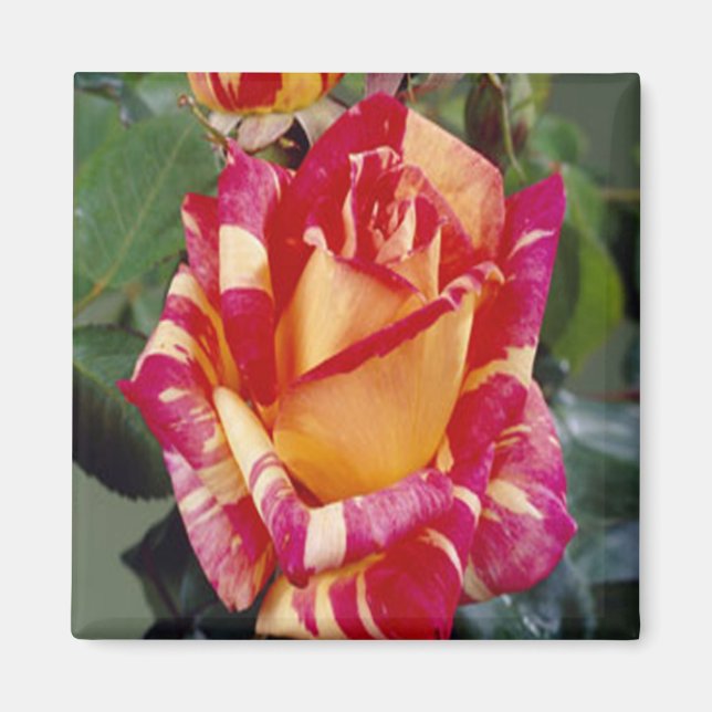 Yellow Pink Roses Magnet (Front)