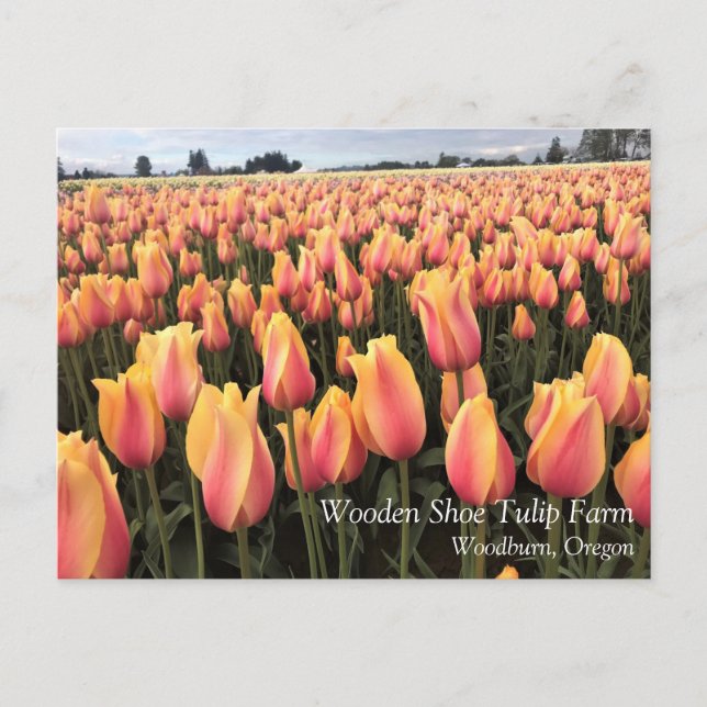 Yellow & Pink Tulip Field, Oregon Postcard (Front)
