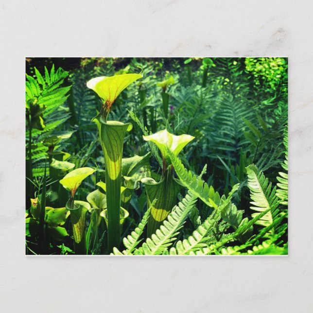 Yellow Pitcher Plants Postcard (Front)