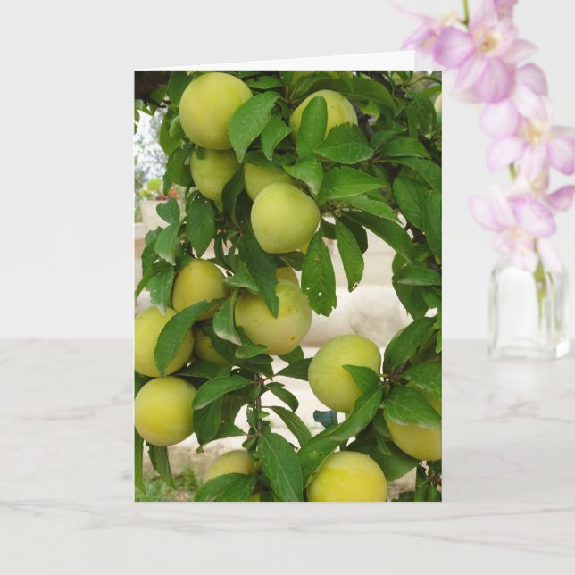 Yellow Plum Fruit Card (Orchid)