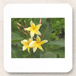 Yellow Plumeria Botanical Flower Beverage Coaster