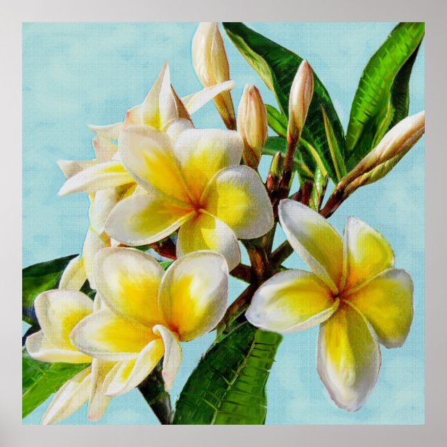 yellow plumeria poster (Front)