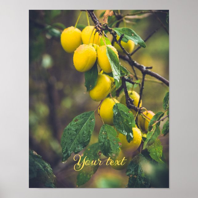 Yellow plums after rain poster (Front)