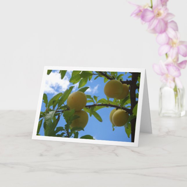 Yellow Plums Blue Sky Card (Orchid)