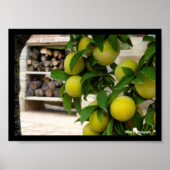 Yellow Plums Rustic Wood Poster (Front)