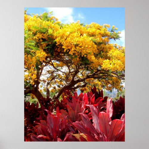 Yellow Poinciana Tree and Red Ti Plants Poster