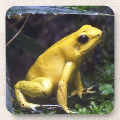 Yellow Poison Dart Frog Beverage Coaster