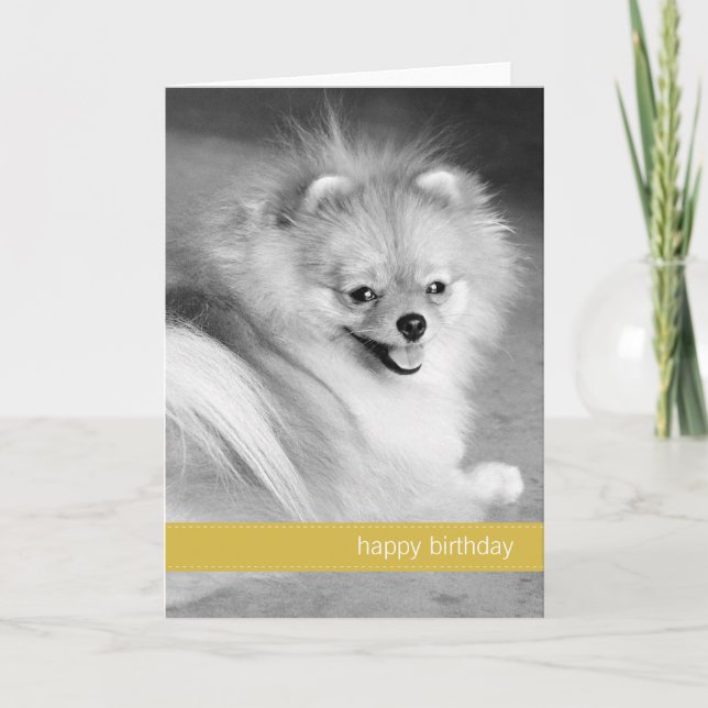 Yellow Pomeranian Happy Birthday Card (Front)