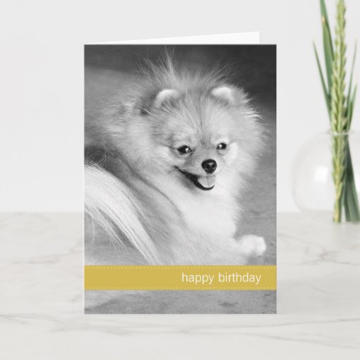 Yellow Pomeranian Happy Birthday Card | Zazzle