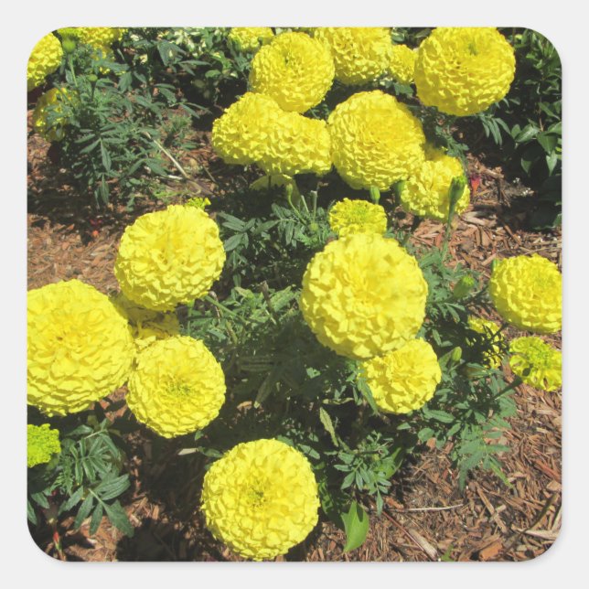 Yellow Pompom Marigolds Garden Plants Square Sticker (Front)