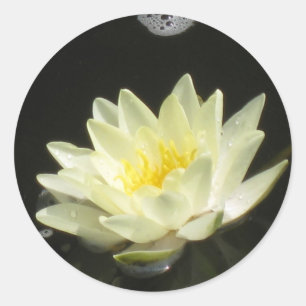 Yellow Pond Lily Sticker