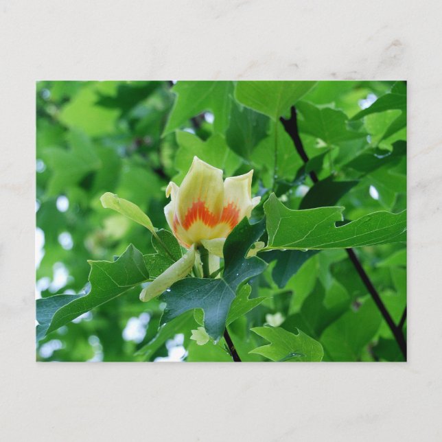Yellow Poplar Tulip postcard (Front)