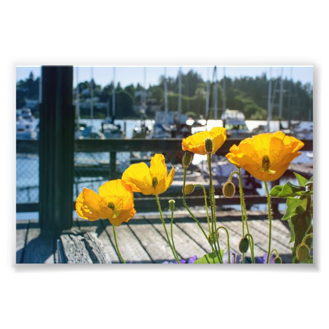 Yellow Poppies at the Boat Marina Port Photo Print (Front)