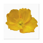 Yellow Poppy Alaskan Wildflower Floral Canvas Print