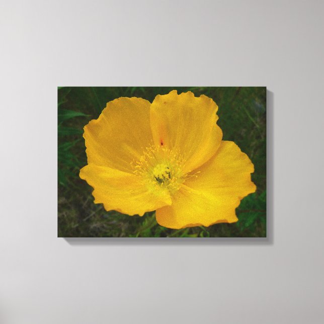 Yellow Poppy Alaskan Wildflower Floral Canvas Print (Front)