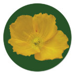 Yellow Poppy Alaskan Wildflower Floral Classic Round Sticker