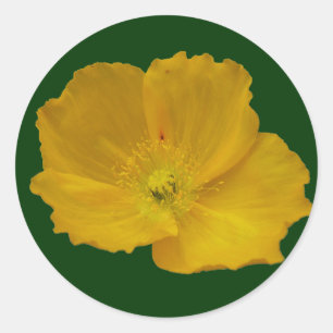 Yellow Poppy Alaskan Wildflower Floral Classic Round Sticker