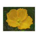 Yellow Poppy Alaskan Wildflower Floral Postcard