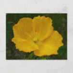 Yellow Poppy Alaskan Wildflower Floral Postcard