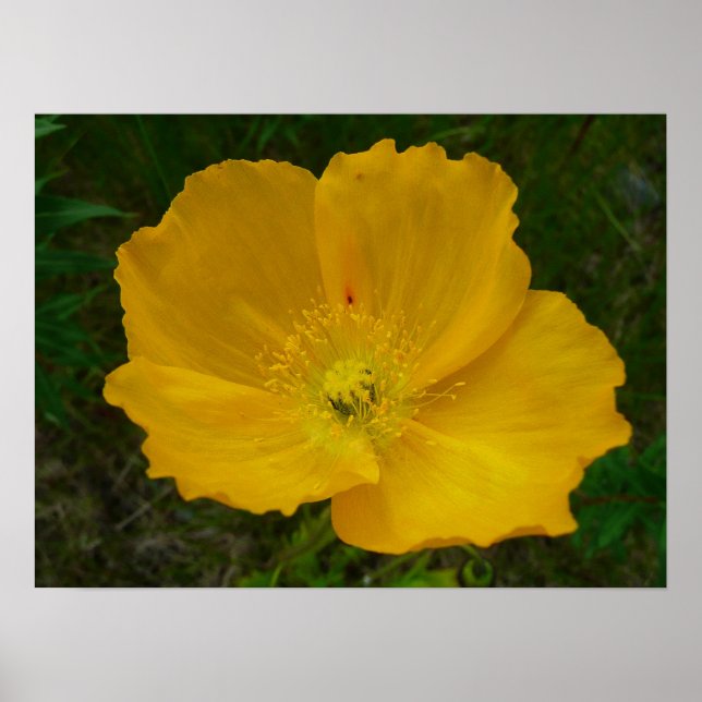 Yellow Poppy Alaskan Wildflower Floral Poster (Front)