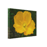 Yellow Poppy Pretty Alaskan Wildflower Canvas Print