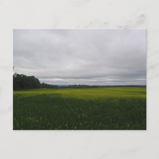 yellow postcard (Front)