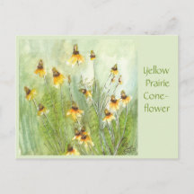 Yellow Prairie Coneflower Post Card