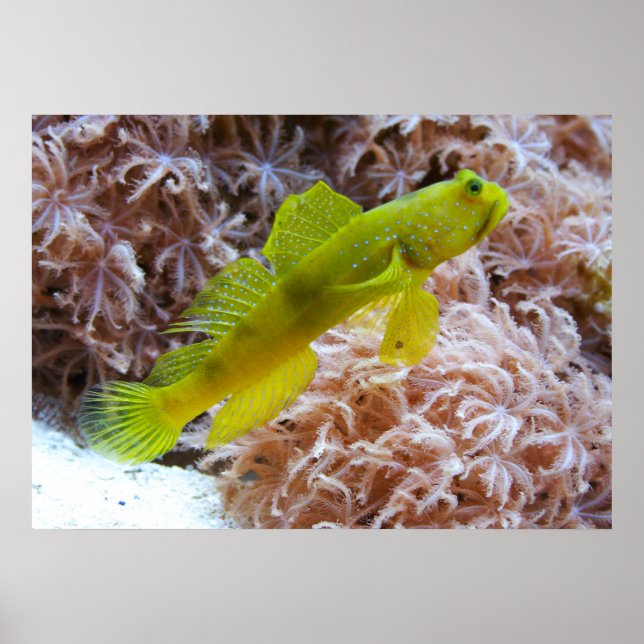 Yellow prawn-goby poster (Front)
