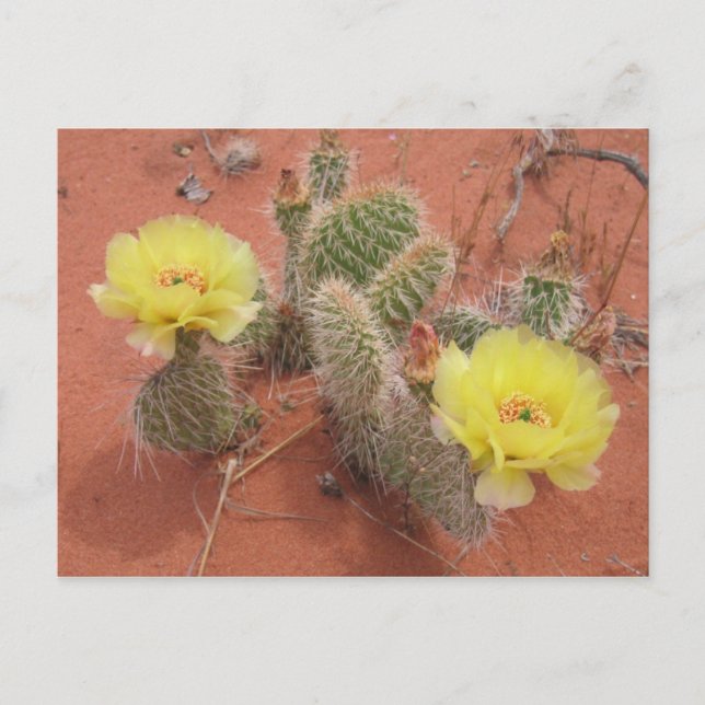 Yellow Prickley Pear Postcard (Front)